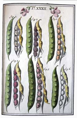 planche de haricots-Leberryais planche bot.